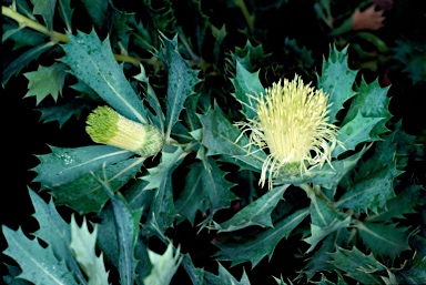 APII jpeg image of Banksia sessilis  © contact APII