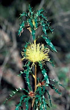 APII jpeg image of Banksia squarrosa  © contact APII