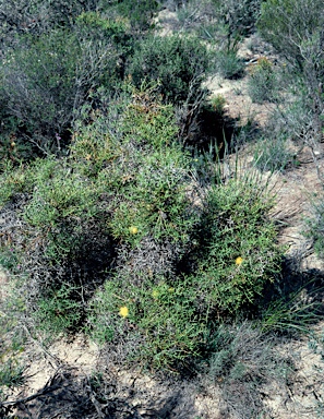 APII jpeg image of Banksia xylothemelia  © contact APII