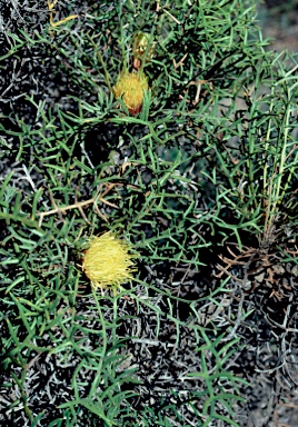 APII jpeg image of Banksia xylothemelia  © contact APII