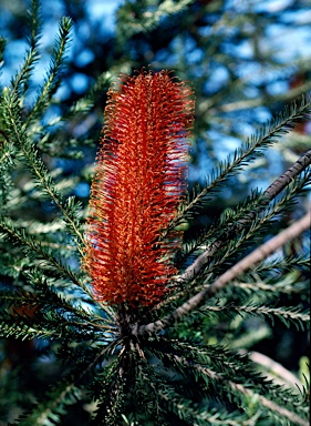 APII jpeg image of Banksia ericifolia 'Red Clusters'  © contact APII