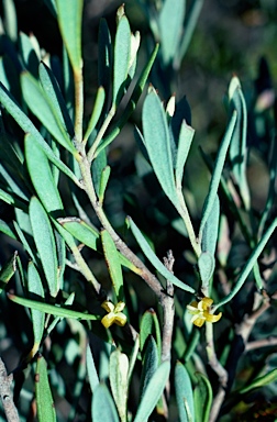 APII jpeg image of Persoonia brevirhachis  © contact APII