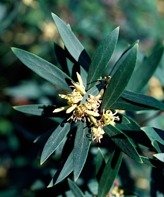 APII jpeg image of Persoonia silvatica  © contact APII