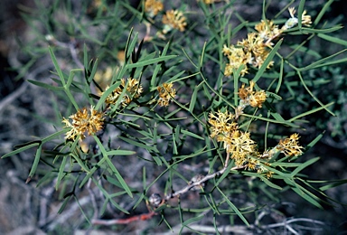 APII jpeg image of Petrophile heterophylla  © contact APII