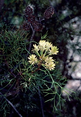 APII jpeg image of Petrophile pedunculata  © contact APII