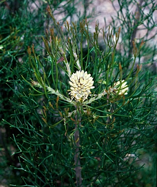 APII jpeg image of Petrophile sessilis  © contact APII