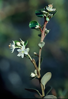 APII jpeg image of Nematolepis elliptica  © contact APII