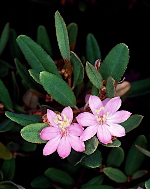 APII jpeg image of Phebalium sp. Carnarvon-Isla Gorges  © contact APII