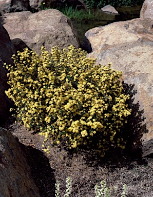 APII jpeg image of Phebalium glandulosum subsp. macrocalyx  © contact APII