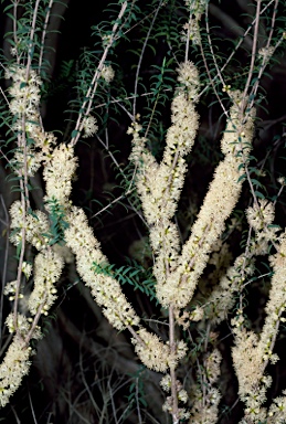 APII jpeg image of Melaleuca acuminata subsp. acuminata  © contact APII