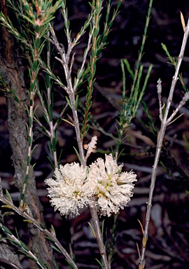 APII jpeg image of Melaleuca eleuterostachya  © contact APII