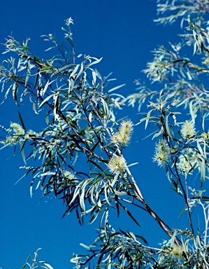 APII jpeg image of Melaleuca argentea  © contact APII