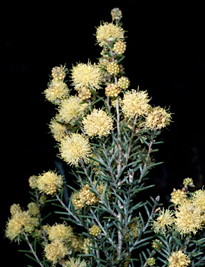 APII jpeg image of Melaleuca brophyi  © contact APII