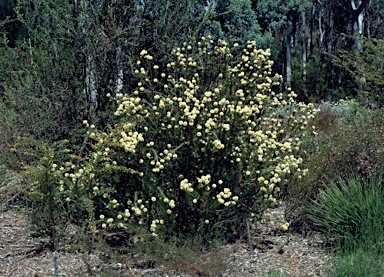 APII jpeg image of Melaleuca capitata  © contact APII