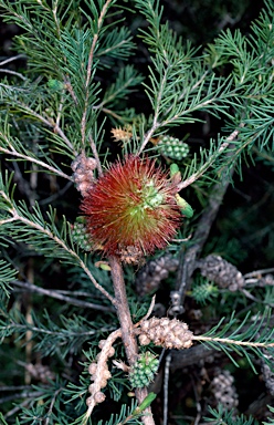 APII jpeg image of Melaleuca calothamnoides  © contact APII