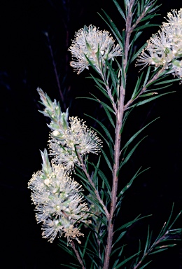 APII jpeg image of Melaleuca capitata  © contact APII