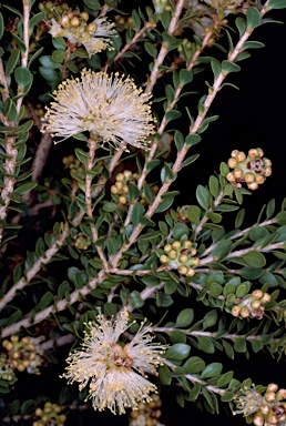 APII jpeg image of Melaleuca ciliosa  © contact APII