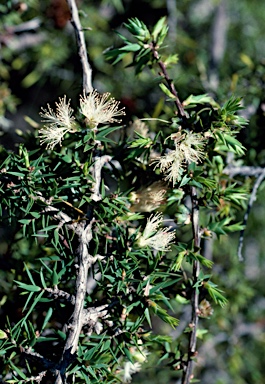 APII jpeg image of Melaleuca marginata  © contact APII