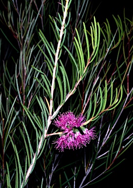 APII jpeg image of Melaleuca ctenoides  © contact APII