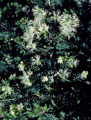 APII jpeg image of Melaleuca cuticularis  © contact APII