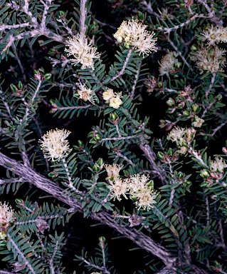 APII jpeg image of Melaleuca cuticularis  © contact APII