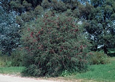 APII jpeg image of Melaleuca elliptica  © contact APII