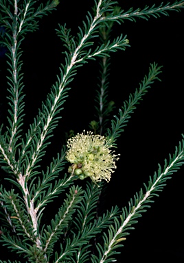 APII jpeg image of Melaleuca ericifolia  © contact APII