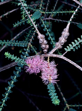 APII jpeg image of Melaleuca gibbosa  © contact APII