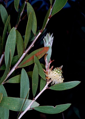 APII jpeg image of Melaleuca globifera  © contact APII