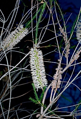 APII jpeg image of Melaleuca hamulosa  © contact APII