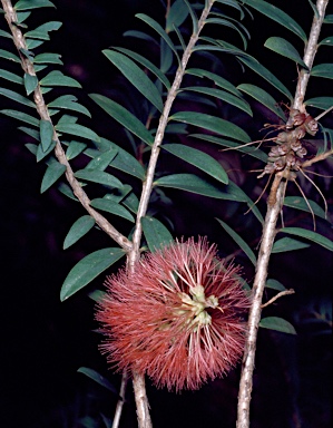 APII jpeg image of Melaleuca hypericifolia  © contact APII