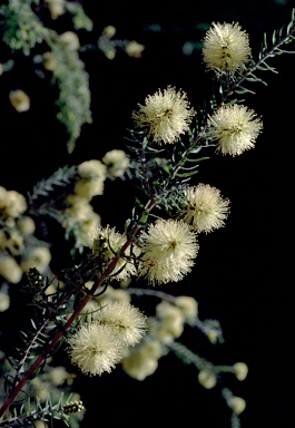 APII jpeg image of Melaleuca incana  © contact APII