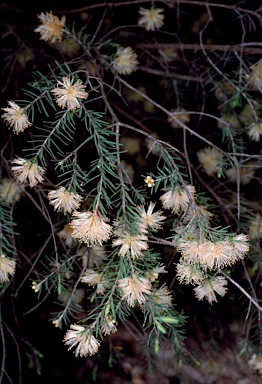 APII jpeg image of Melaleuca incana subsp. tenella  © contact APII