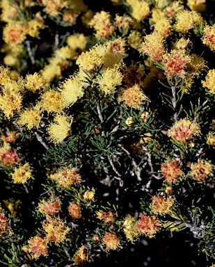 APII jpeg image of Melaleuca laetifica  © contact APII