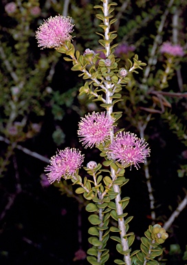 APII jpeg image of Melaleuca leptospermoides  © contact APII