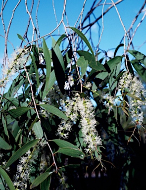 APII jpeg image of Melaleuca leucadendra  © contact APII