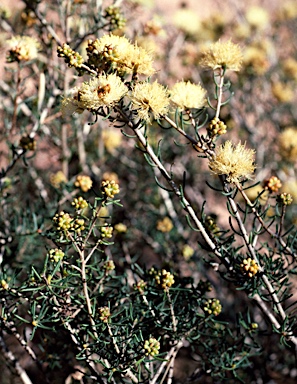 APII jpeg image of Melaleuca leuropoma  © contact APII