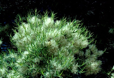 APII jpeg image of Melaleuca linariifolia  © contact APII