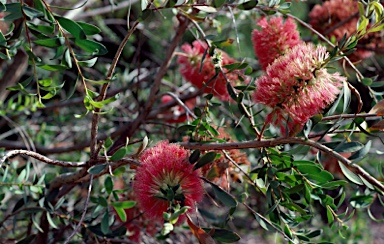 APII jpeg image of Melaleuca macronychia subsp. macronychia  © contact APII