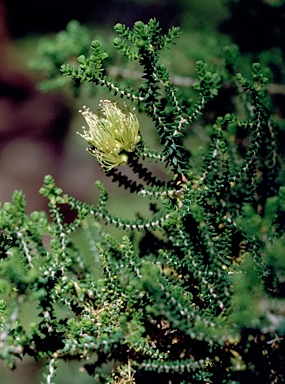 APII jpeg image of Melaleuca blaeriifolia  © contact APII