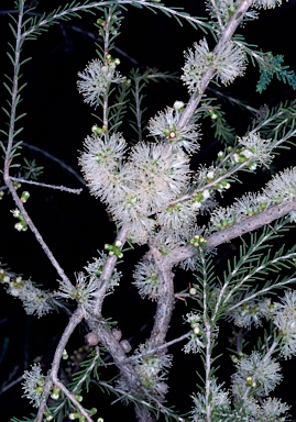 APII jpeg image of Melaleuca brevifolia  © contact APII