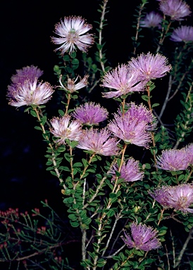 APII jpeg image of Melaleuca orbicularis  © contact APII