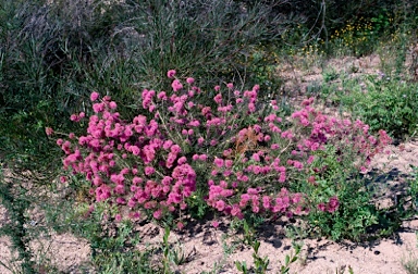 APII jpeg image of Melaleuca parviceps  © contact APII