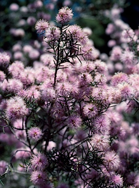 APII jpeg image of Melaleuca pentagona  © contact APII