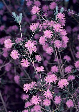 APII jpeg image of Melaleuca pentagona var. pentagona  © contact APII