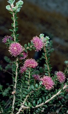 APII jpeg image of Melaleuca spathulata  © contact APII