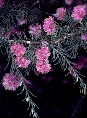 APII jpeg image of Melaleuca tinkeri  © contact APII