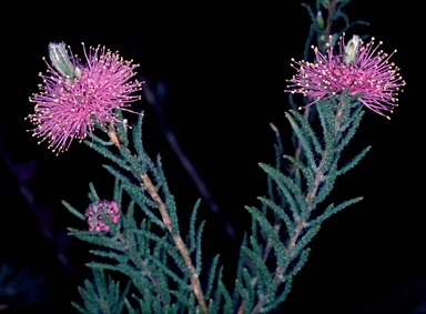 APII jpeg image of Melaleuca tinkeri  © contact APII