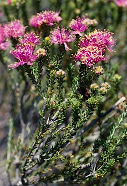 APII jpeg image of Melaleuca psammophila  © contact APII