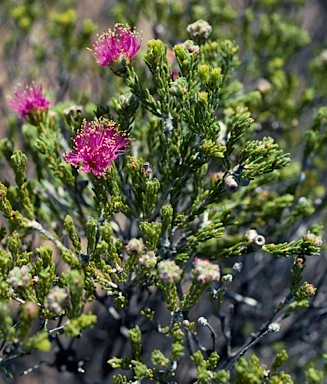 APII jpeg image of Melaleuca psammophila  © contact APII